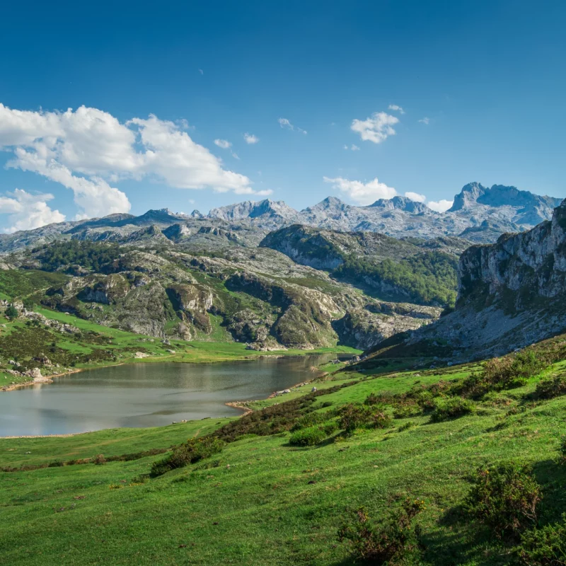 Lago de Covadonga en los Picos de Europa, un paisaje montañoso con un lago rodeado de exuberante hierba y montañas.